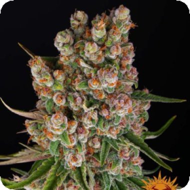 Barneys  Farm  Cannabis  Seeds  Gmo  Auto