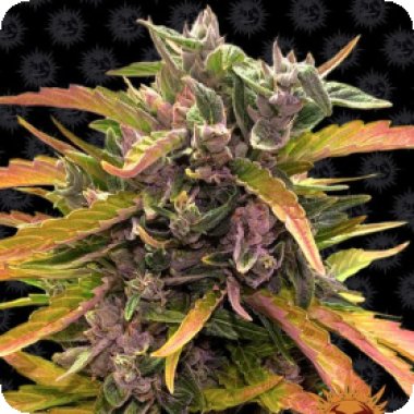 Barneys  Farm  Cannabis  Seeds  Gorilla  Glue  Auto