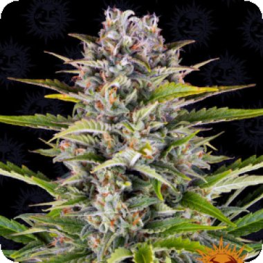 Barneys  Farm  Cannabis  Seeds  Gorilla  Zkittlez  Auto