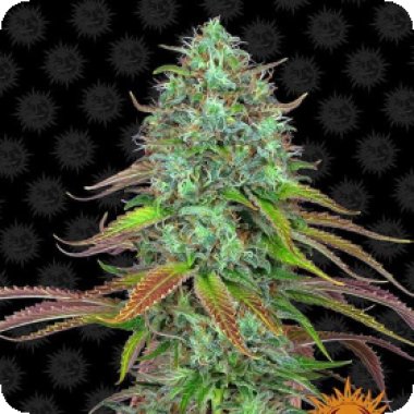 Barneys  Farm  Cannabis  Seeds  L  S  D  Auto