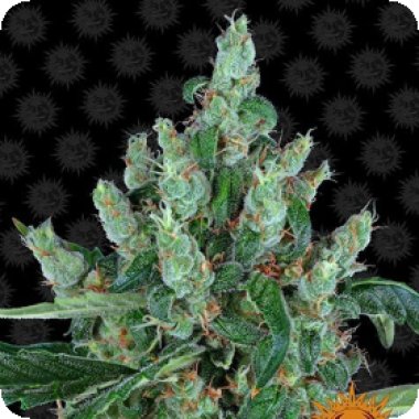 Barneys Farm Cannabis Seeds Laughing Buddha