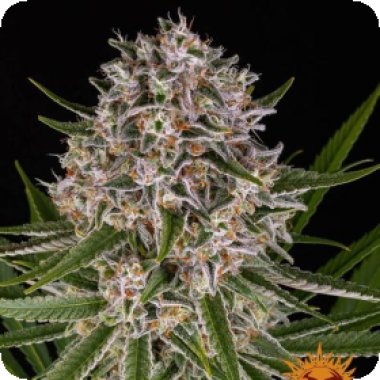 Barneys  Farm  Cannabis  Seeds  Lemon  Haze  Auto
