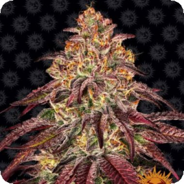 Barneys  Farm  Cannabis  Seeds  Mimosa  X  Orange  Punch  Auto