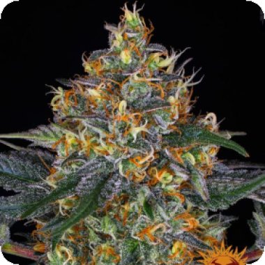 Barneys  Farm  Cannabis  Seeds  Moby  Dick  Auto