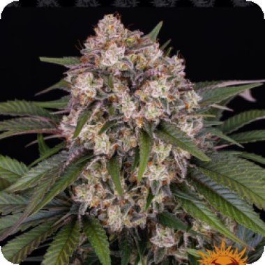 Barneys  Farm  Cannabis  Seeds  Og  Kush  Auto