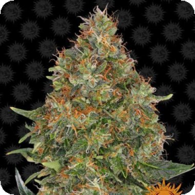Barneys  Farm  Cannabis  Seeds  Pineapple  Express  Auto