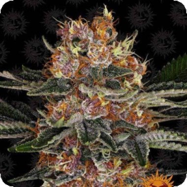Barneys  Farm  Cannabis  Seeds  Purple  Punch  Auto