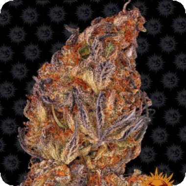 Barneys  Farm  Cannabis  Seeds  Runtz  Auto