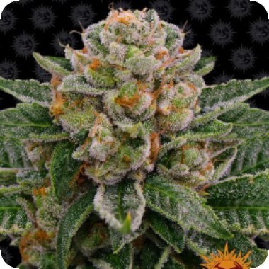 Barneys  Farm  Cannabis  Seeds  Skywalker  Og  Auto
