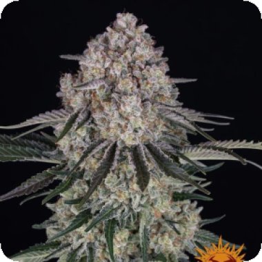 Barneys  Farm  Cannabis  Seeds  Sour  Diesel  Auto
