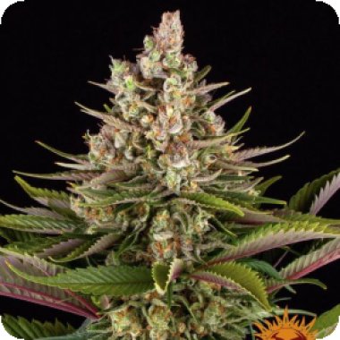 Barneys Farm Cannabis Seeds Sour Strawberry