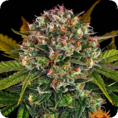 Barneys  Farm  Cannabis  Seeds  Strawberry  Cheesecake  Auto