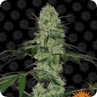 Barneys Farm Cannabis Seeds Tangerine Dream Auto