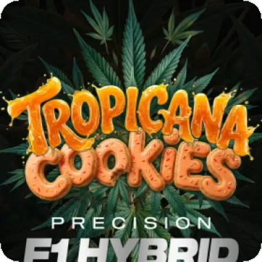 Barneys Farm Cannabis Seeds Tropicana Cookies F1 Auto
