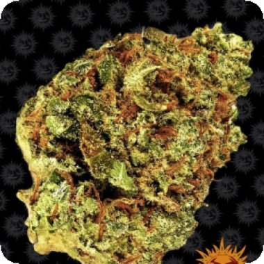Barneys Farm Cannabis Seeds Watermelon Zkittlez Auto