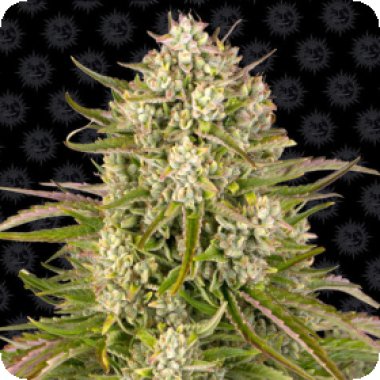 Barneys Farm Cannabis Seeds Wedding Cake Auto