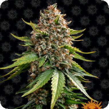Barneys Farm Cannabis Seeds White Widow Xxl Auto