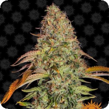 Barneys Farm Cannabis Seeds Zkittlez Og Auto
