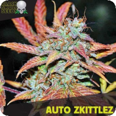 Black Skull Cannabis Seeds Auto Zkittlez