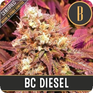 Blim Burn Cannabis Seeds Bc Diesel