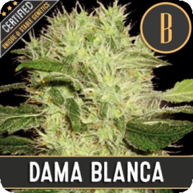 Blim Burn Cannabis Seeds Dama Blanca