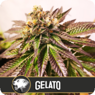 Blim Burn Cannabis Seeds Gelato