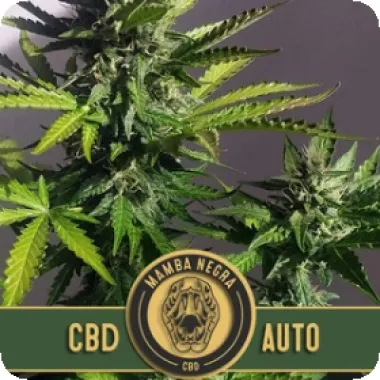 Blim Burn Cannabis Seeds Mamba Negra Auto Cbd