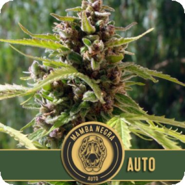 Blim Burn Cannabis Seeds Mamba Negra Auto