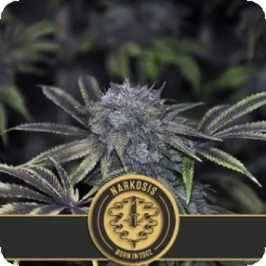 Blim Burn Cannabis Seeds Narkosis