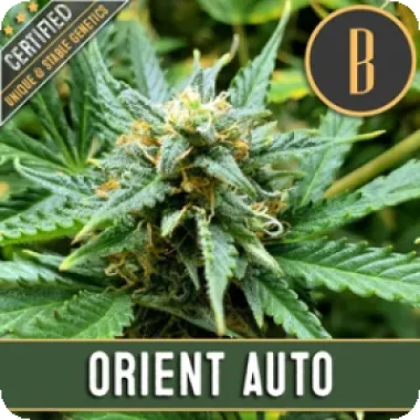 Blim Burn Cannabis Seeds Orient Automatic