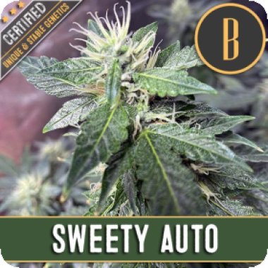 Blim  Burn  Cannabis  Seeds  Sweet  Tooth  Auto