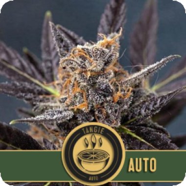 Blim Burn Cannabis Seeds Tangie Auto