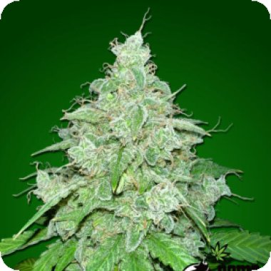 Bomb Cannabis Seeds Thc Fritters Auto