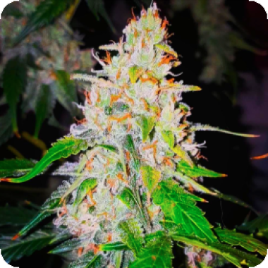 Bsb Genetics Cannabis Seeds Sweet Tooth Auto