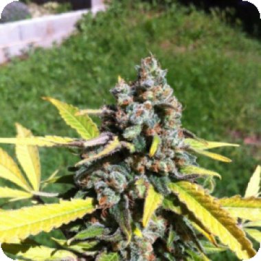 C B D Cannabis Seeds Auto Ak