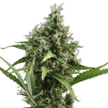 C B D Cannabis Seeds Auto Amnesia