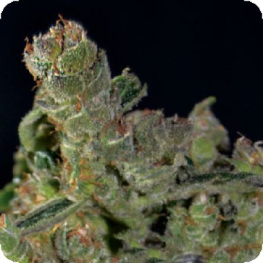 C B D Cannabis Seeds Auto Diesel