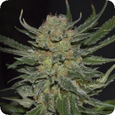 C  B  D  Cannabis  Seeds  Domina