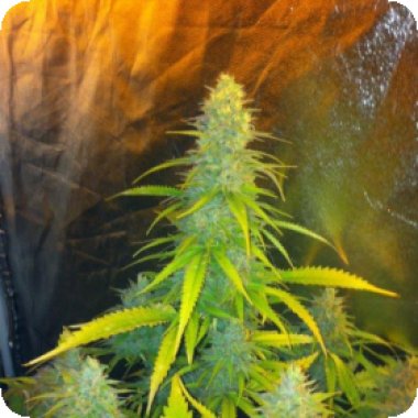 C  B  D  Cannabis  Seeds  Mexican  Haze