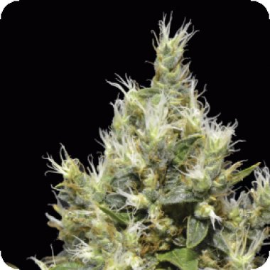 C  B  D  Cannabis  Seeds  Northern