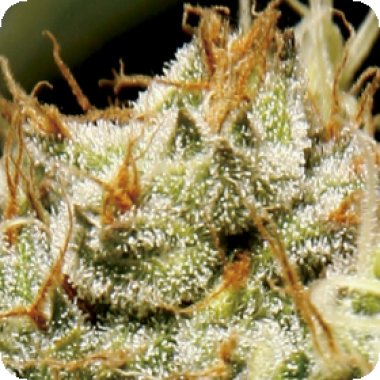 C  B  D  Cannabis  Seeds  Yumbolt