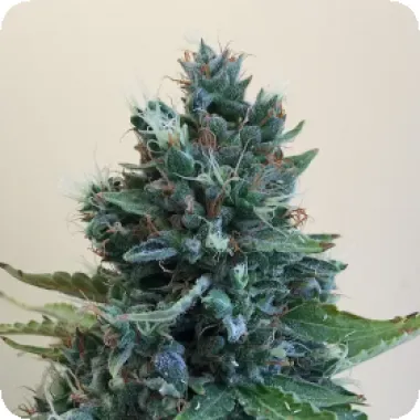 Cream Of The Crop Cannabis Seeds Cropolope