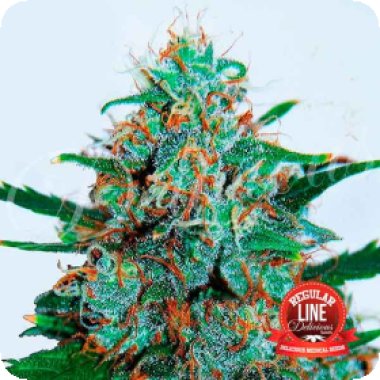 Delicious Cannabis Seeds Critical Neville Haze Reg Auto