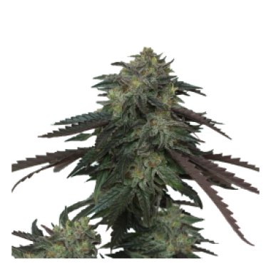 Devil S Harvest Original Cannabis Seeds Ice Cream Og