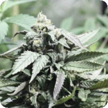 Devil S Harvest Original Cannabis Seeds Shoreline