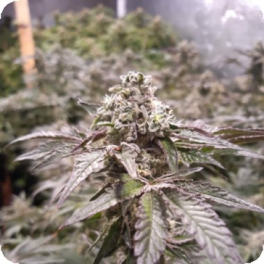 Devil S Harvest Original Cannabis Seeds Strawberry Line