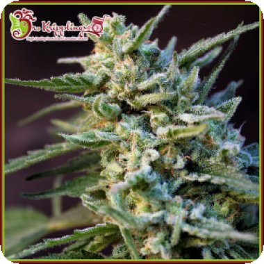 Dr Krippling Cannabis Seeds Ape Zkit Auto