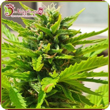 Dr Krippling Cannabis Seeds Banana Kick Auto