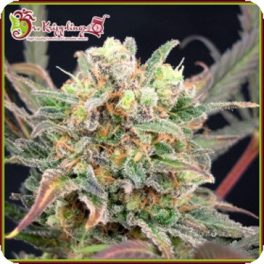 Dr Krippling Cannabis Seeds Boggleberry Xxl Auto