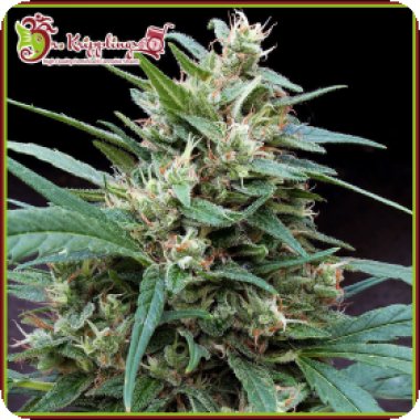 Dr Krippling Cannabis Seeds Bucks Fizz Auto